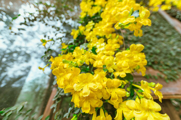 Close up Yellow Cat's Claw flowers bloom