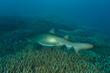 シロワニ　小笠原　東京都