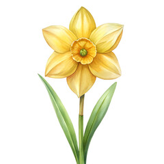 Obraz premium Watercolor Daffodil flower isolated on transparent background