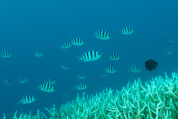 ロクセンスズメダイ群れ　小笠原