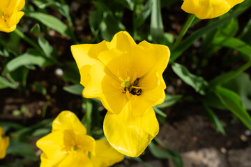 Macro photo of yellow tulip flower in the garden