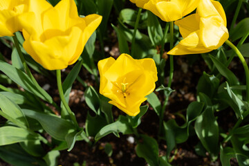 Macro photo of yellow tulip flower in the garden