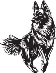 jumping belgian tervuren dog