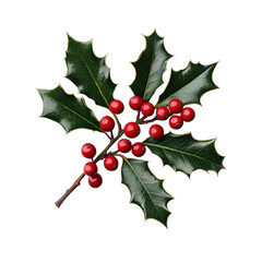 A vibrant holly sprig featuring glossy green leaves and bright red berries. isolated on white background.
