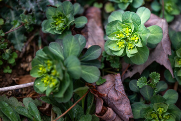 Close-up of euphorbia helioscopia plant, also know as madwoman's milk or sun spurge.