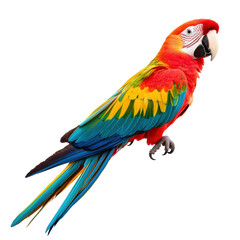 Obraz premium A vibrant, multicolored parrot showcasing bright red, yellow, green, and blue feathers. isolated on white background.