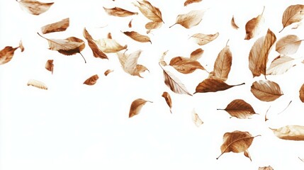 Fototapeta premium Falling autumn leaves on white background