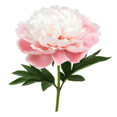 Obraz premium A beautiful pink peony flower with delicate petals and green leaves. isolated on white background.