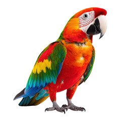 Obraz premium A vibrant, multicolored parrot displaying a striking array of feathers, showcasing bright reds, greens, and yellows. isolated on white background.