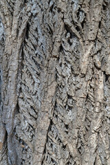 Natural abstract background of old, textured tree bark, close-up