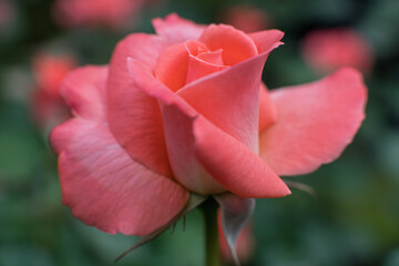 ピンクの大きな花びらのバラの花