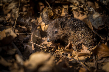 hedgehog in leaves in spring