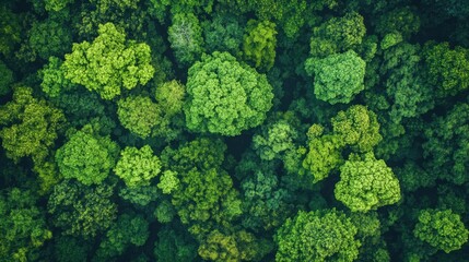 Naklejka premium a green forest with lots of trees