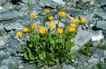 Doronic plantain,.Doronicum plantagineum