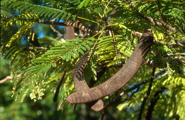 Delonix regia, flamboyant, gousse