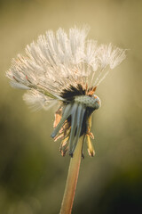 A withering dandelion captured in warm golden light, highlighting the delicate seeds and fading petals. A symbol of change, fragility, and the fleeting nature of time