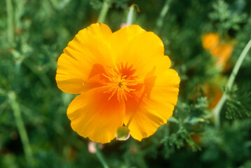 Pavot de Californie,.Eschscholzia californica
