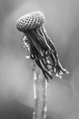 A monochrome close-up of a withered dandelion, covered in dewdrops. The delicate textures and soft light evoke a sense of stillness, decay, and quiet beauty in nature