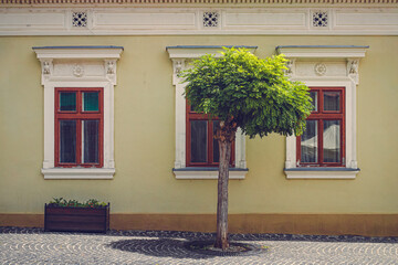 A charming summer scene in Szentendre, Hungary. A small, lush tree stands in front of an old building with ornate windows. The cobblestone street adds to the town’s picturesque and timeless charm