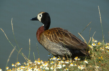 Dendrocygne veuf,.Dendrocygna viduata, White faced Whistling Duck
