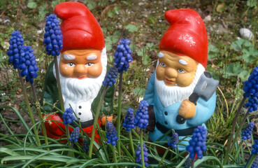 Maison, jardin , nains de jardin, muscari