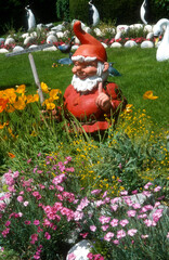Maison, jardin , nains de jardin, Pavot de Californie, Eschscholzia californica, œillet