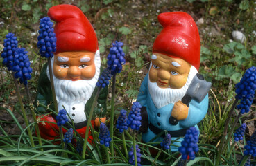 Maison, jardin , nains de jardin, muscari