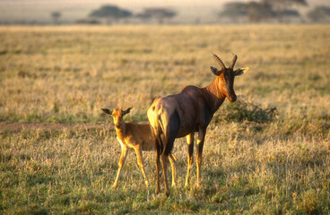 Damalisque, Damaliscus korrigum, Kenya,. Afrique