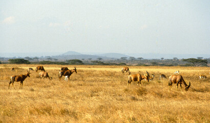 Damalisque, Damaliscus korrigum, Kenya,. Afrique