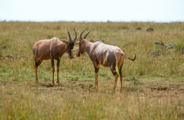 Damalisque, Damaliscus korrigum, Kenya,. Afrique