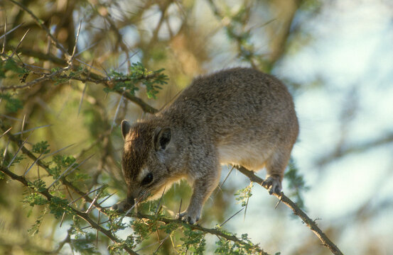 Daman des arbres,  Dendrohyrax arboreus, Kenya