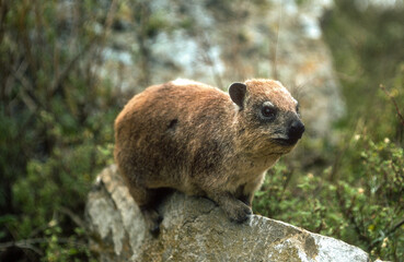Daman des rochers, Procavia capensis, Kenya