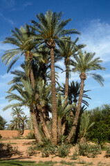 Phoenix dactylifera,.Dattier, Palmier dattier