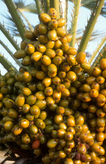 Phoenix dactylifera,.Dattier, Palmier dattier