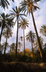 Phoenix dactylifera,.Dattier, Palmier dattier