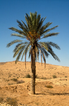 Phoenix dactylifera,.Dattier, Palmier dattier, D&eacute;sert, Tunisie