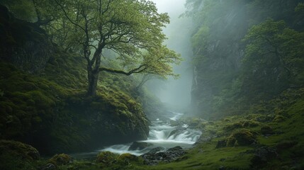 a stream running through a lush green forest