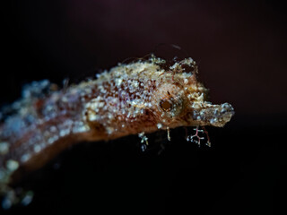 Pygmy Pipehorse, Zwerg-Nadelpferdchen (Acentronura breviperula)