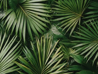 Obraz premium Lush Tropical Rainforest Foliage Jungle Nature Photography Dense Greenery Close-up View Vibrant Ecosystem