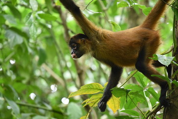 monkey in the trees