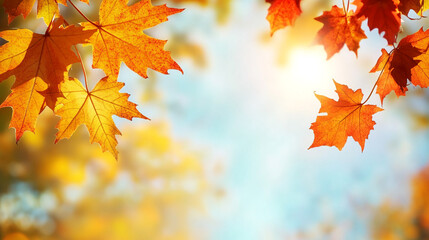 Fototapeta premium Vibrant autumn maple leaves in sunny daylight background red fall tree color image nature orange