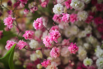 pink and white flowers