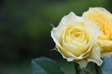 黄色い薔薇