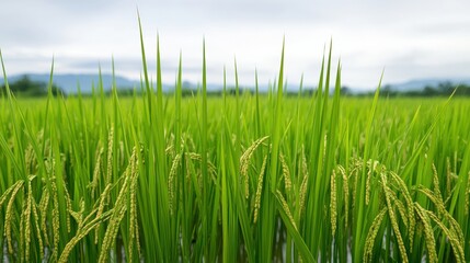 Obraz premium Expansive field of golden wheat capturing the essence of agriculture surrounded by beautiful natural landscapes
