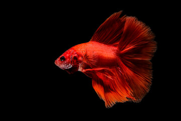 White and red dumbo betta fish