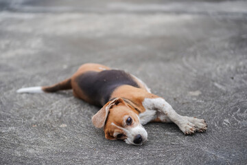 Relaxed Beagle Dog Lying on a Concrete Surface Outdoors