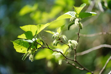 Bright Green Mulberry Tree Leaves and Blossoms in Sunlit Natural Setting