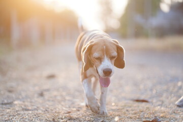 Happy Beagle Dog Walking on a Nature Trail During Sunset Outdoors