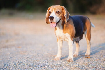 Beagle Dog Standing Outdoors on a Sunny Day Capturing Nature's Warm Glow