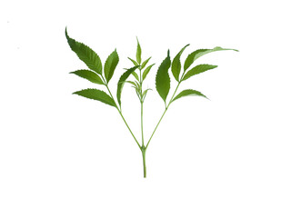 Green Stem of Yellow elder Tree or Yellow bells Tree with Serrated Leaves Isolated on Transparent Background